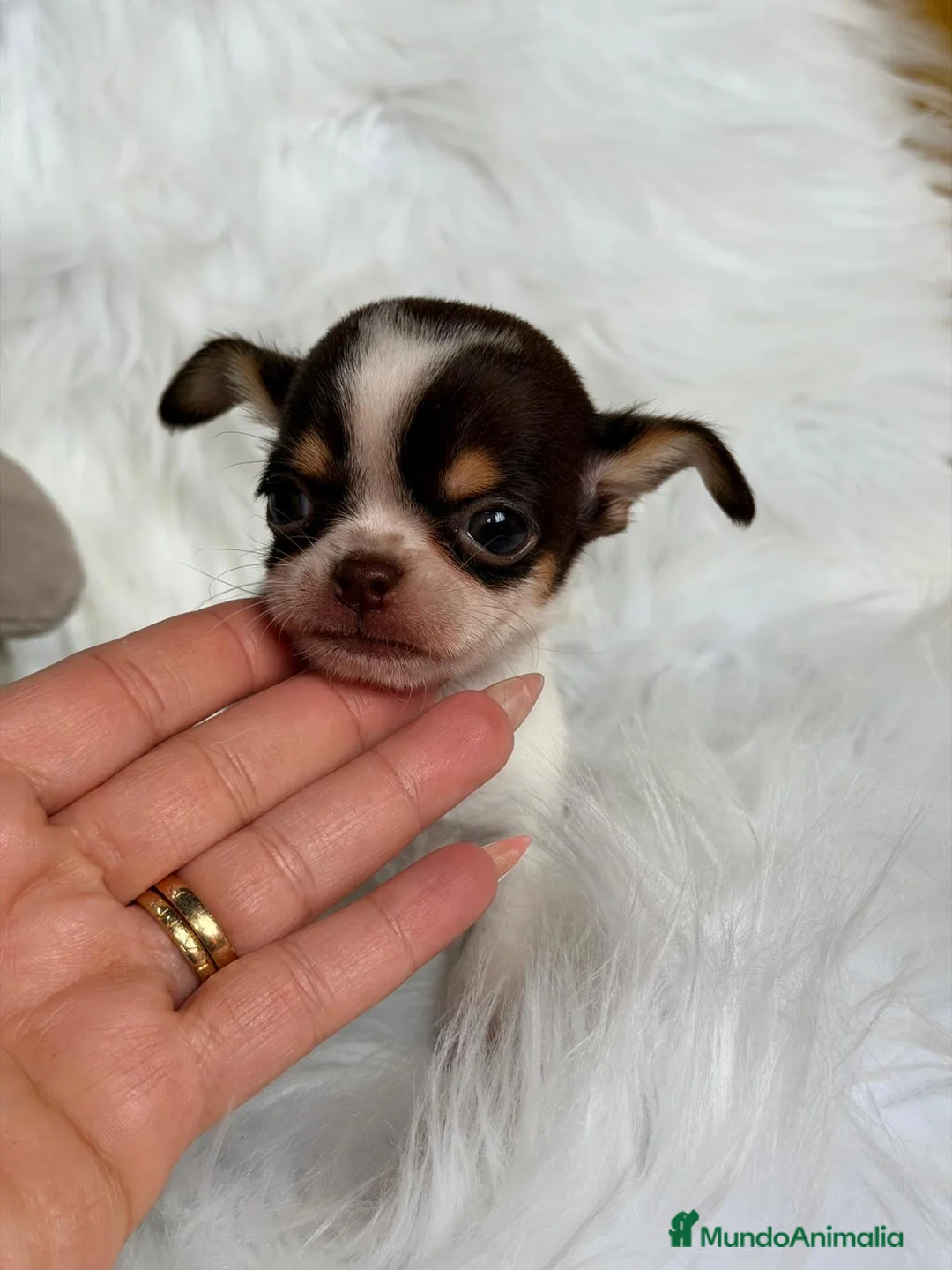 Chihuahua perros en venta: CHIHUAHUA TRICOLOR EXÓTICO  - Anuncio 4
