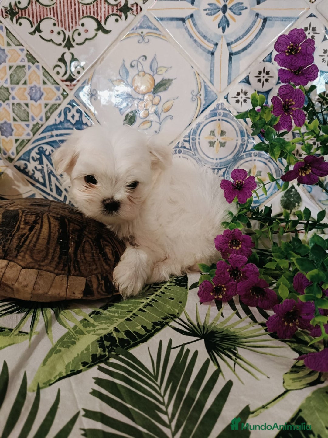 Bichón Maltés perros en venta: Bicho maltés  - Imagen 2