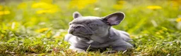 Bulldog Francés perros en venta: BULLDOG FRANCES EXOTICOS - BARCELONA  - Anuncio 1