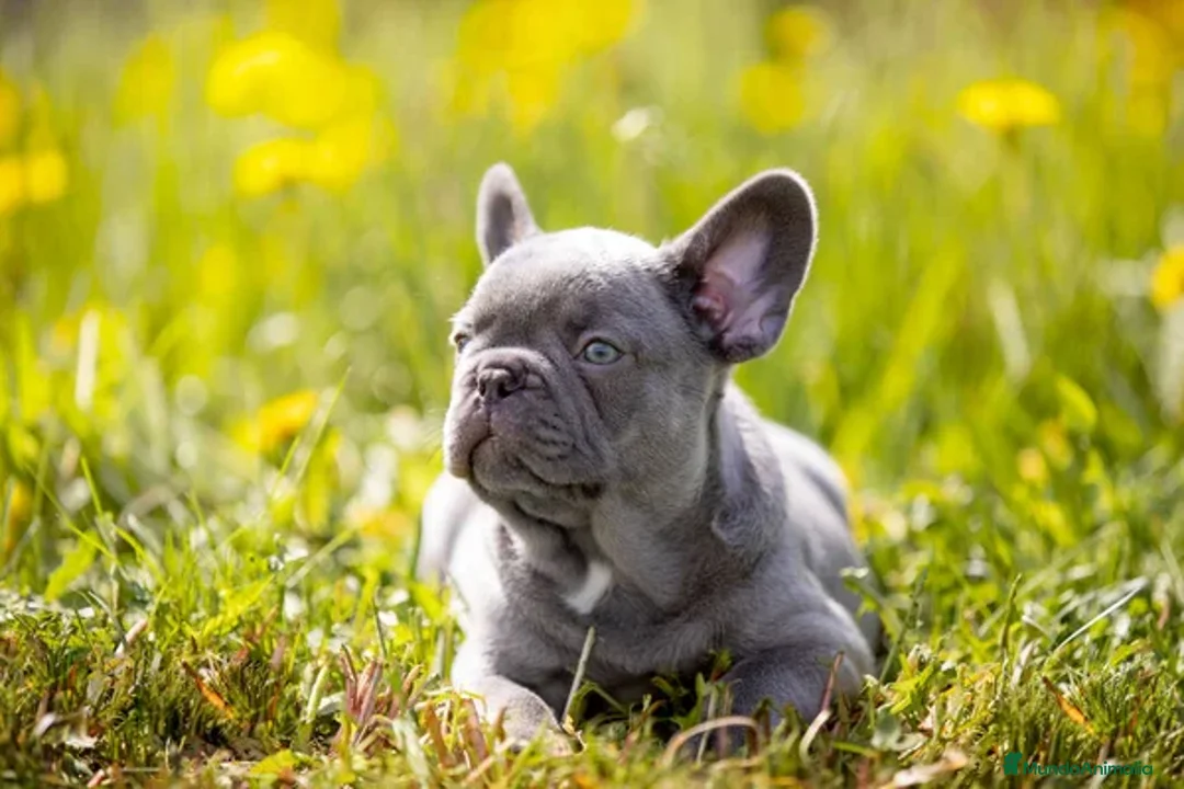 Bulldog Francés perros en venta: BULLDOG FRANCES EXOTICOS - BARCELONA  - Anuncio 1