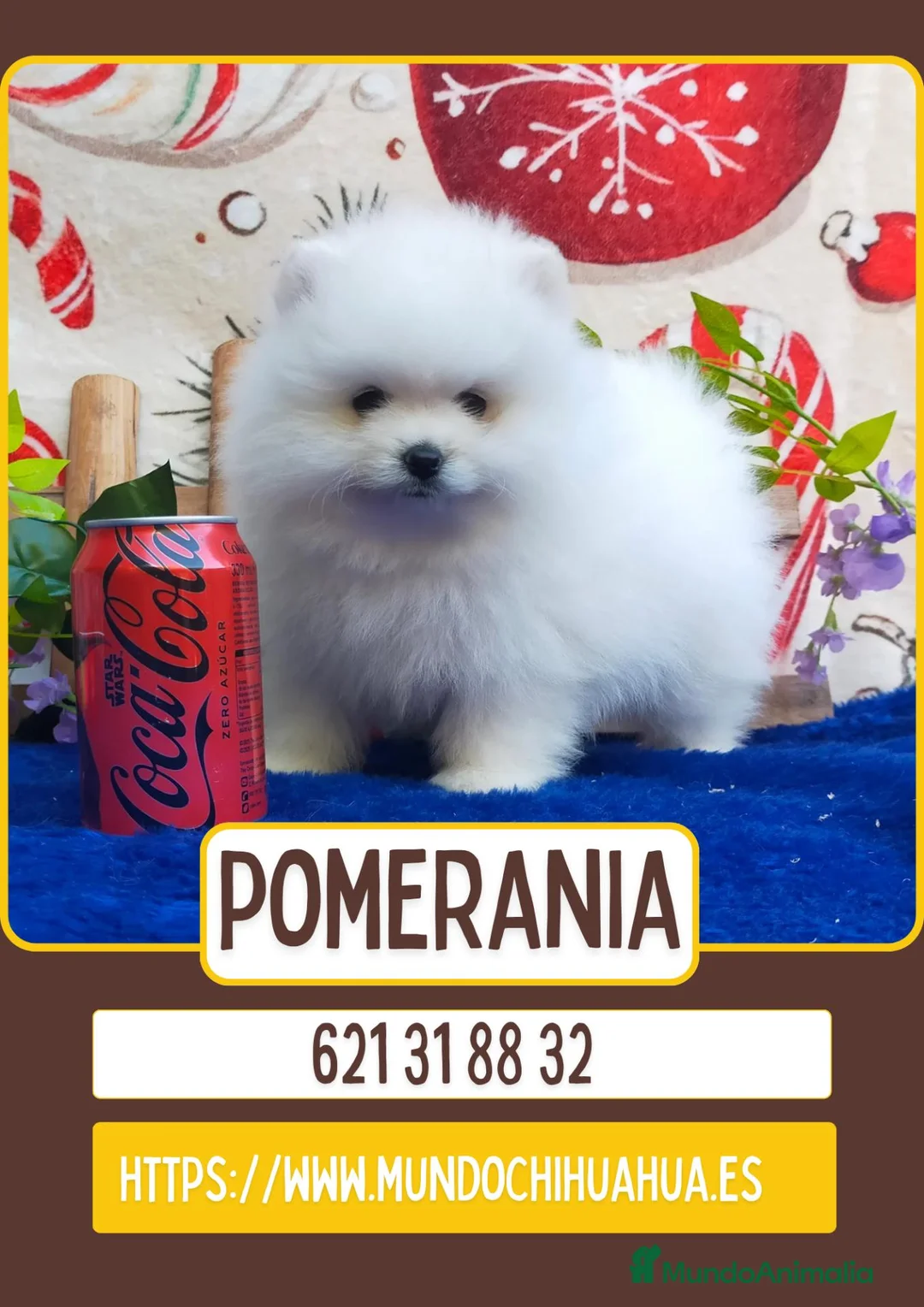 Pomerania perros en venta: Cachorros de pomerania toy  - Anuncio 1