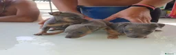 Ratón de Praga perros en venta: Cachorro de ratón de Praga  - Anuncio 25