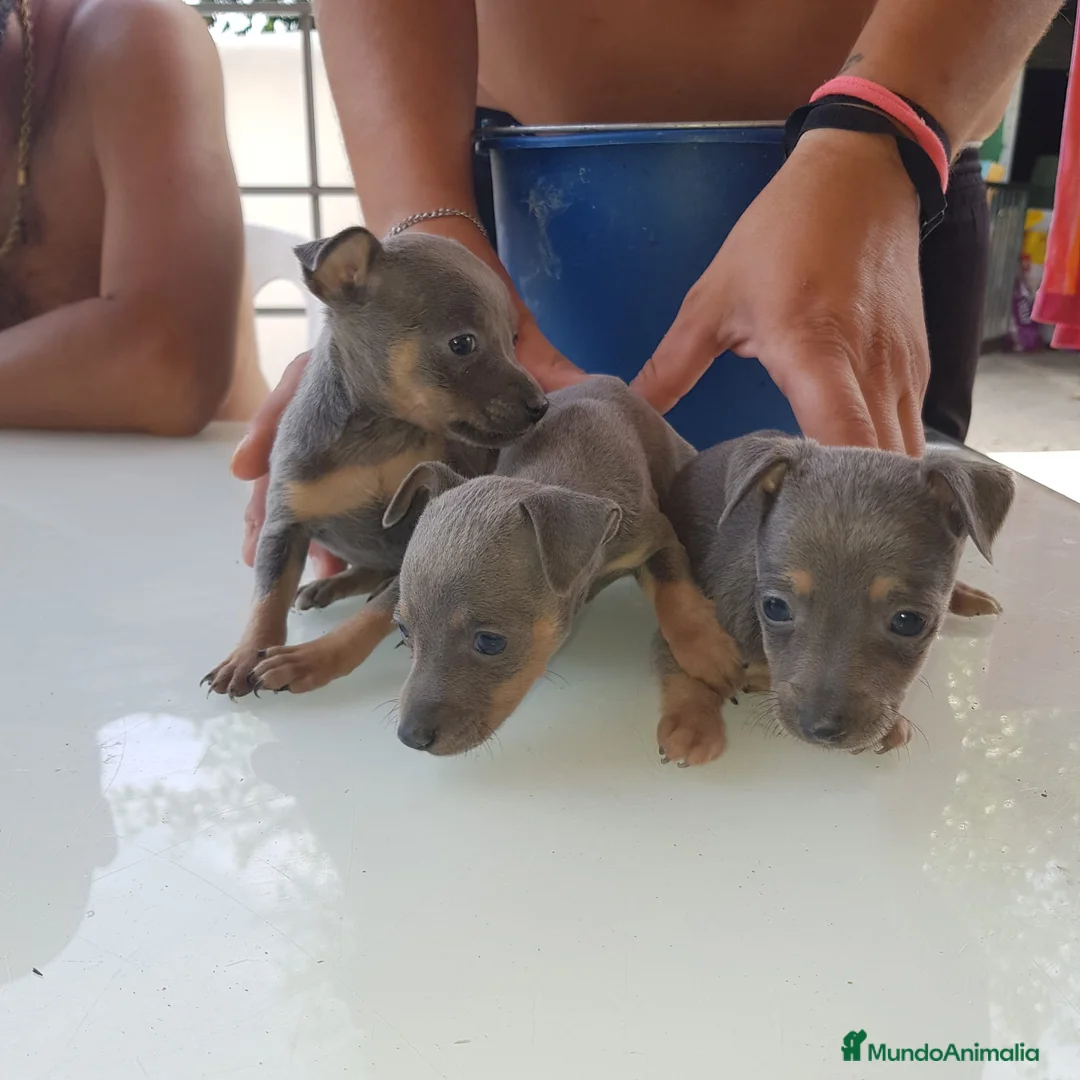 Ratón de Praga perros en venta: Cachorro de ratón de Praga  - Anuncio 25