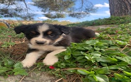 Pastor Australiano perros en venta: PASTOR AUSTRALIANO  - Imagen 8