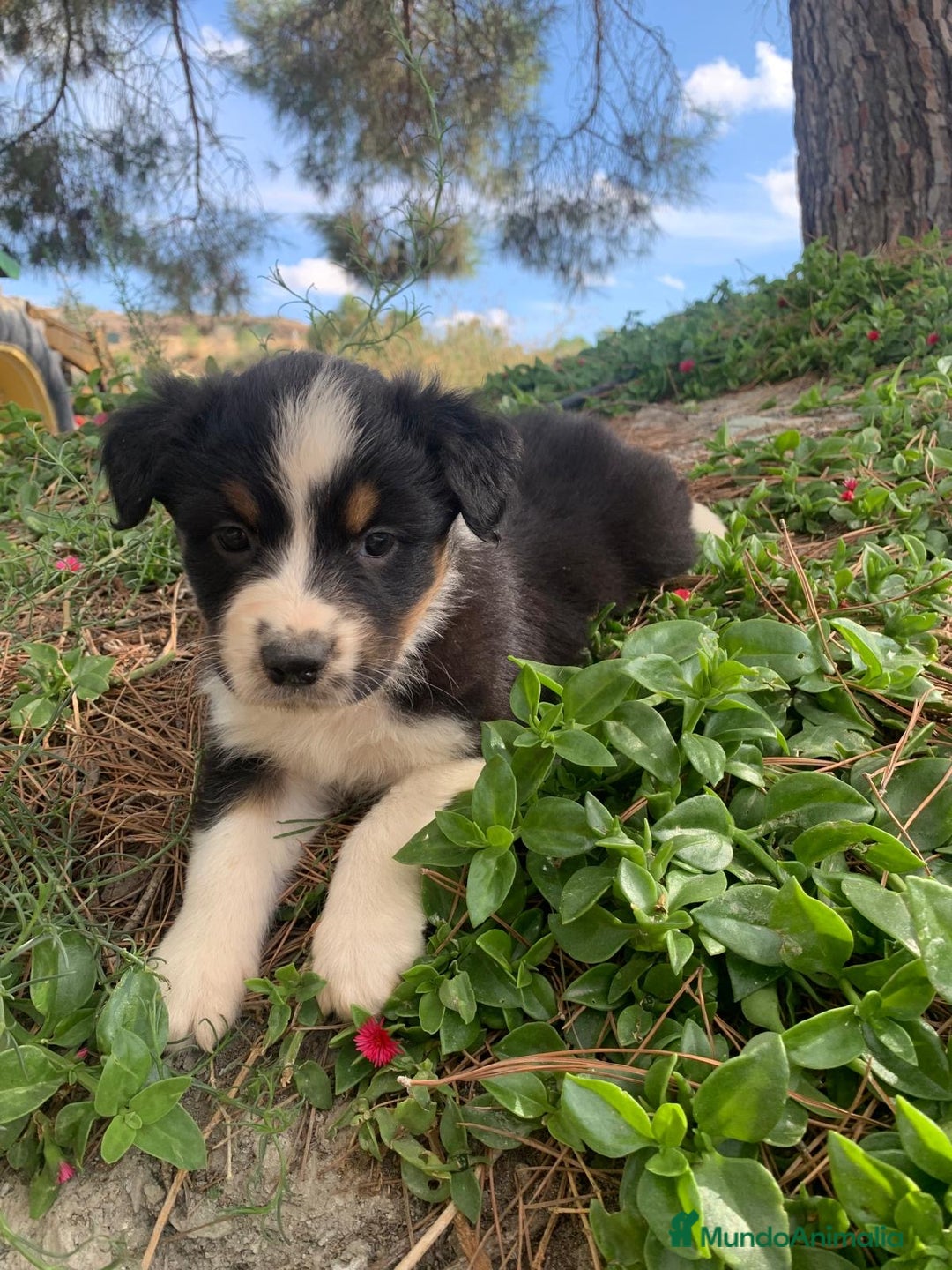 Pastor Australiano perros en venta: PASTOR AUSTRALIANO  - Imagen 8