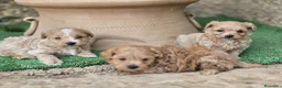 Maltipoo perros en venta: Machos de maltipoo macionales - Anuncio 2