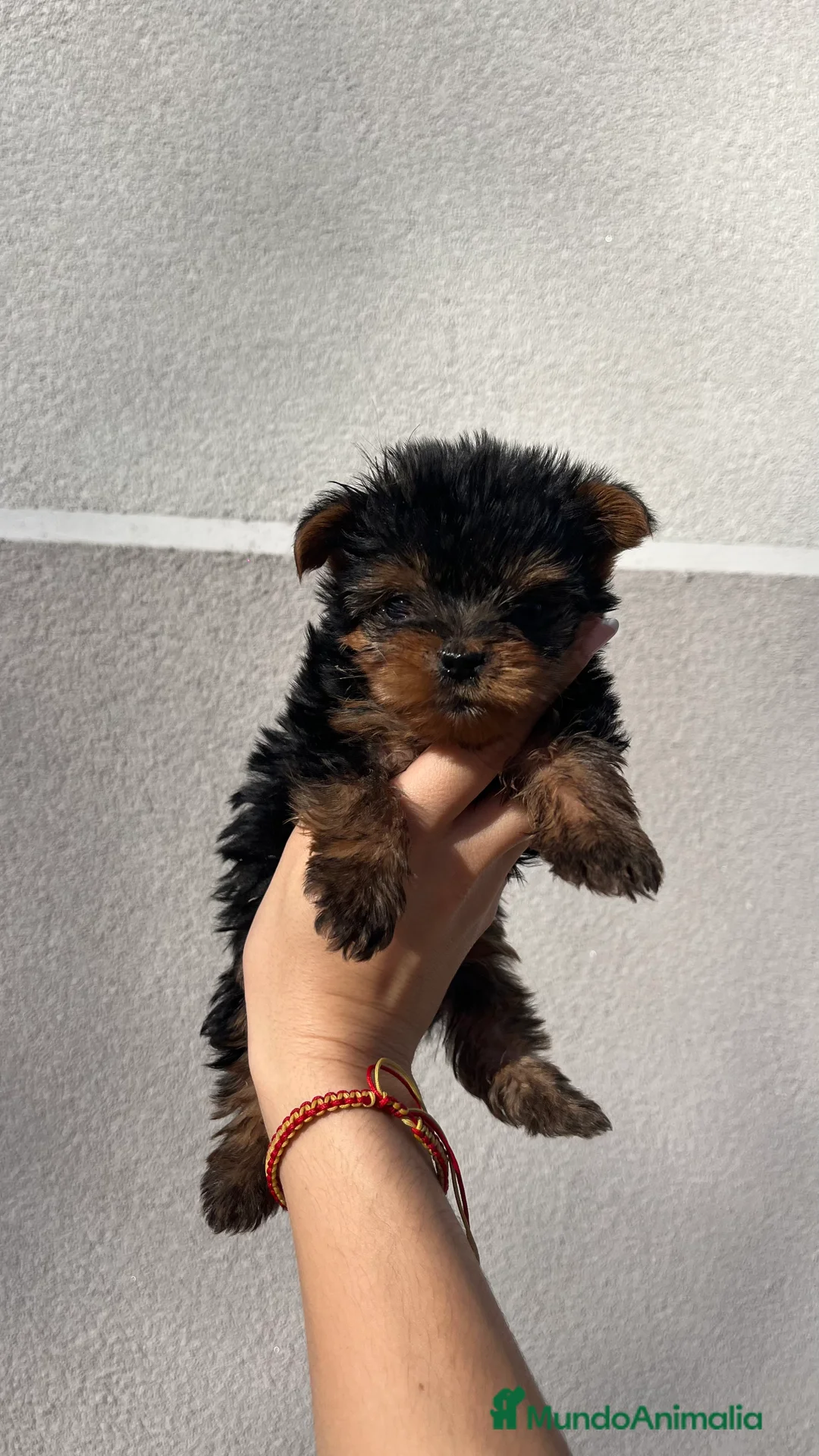Yorkshire Terrier perros en venta: Excelente camada de yorkshair terrier  - Anuncio 6