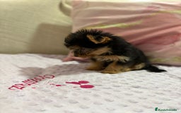 Yorkshire Terrier perros en venta: Yorkshire toy - Imagen 14