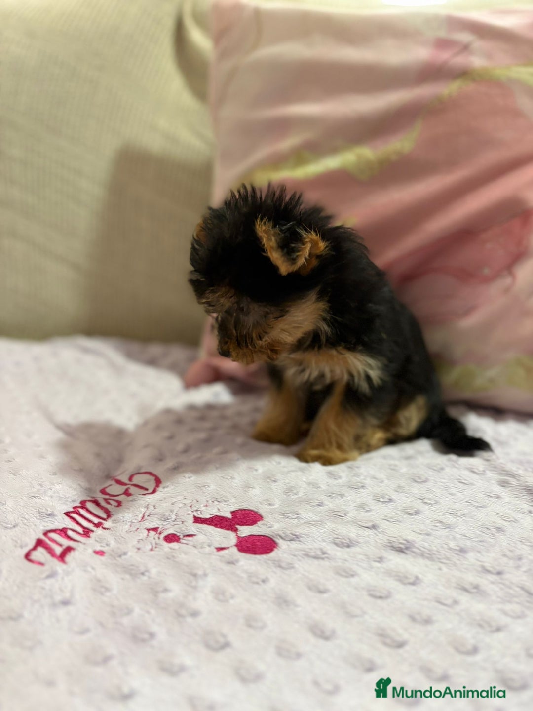 Yorkshire Terrier perros en venta: Yorkshire toy - Imagen 14