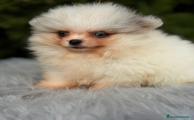 Pomerania perros Pomerania ojos azules - Anuncio 3