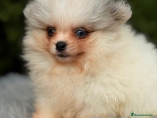 Pomerania perros Pomerania ojos azules - Anuncio 3