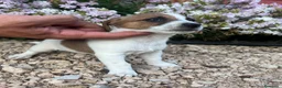 Jack Russell Terrier perros en venta: Jack Russell 550€ precio real! - Anuncio 7