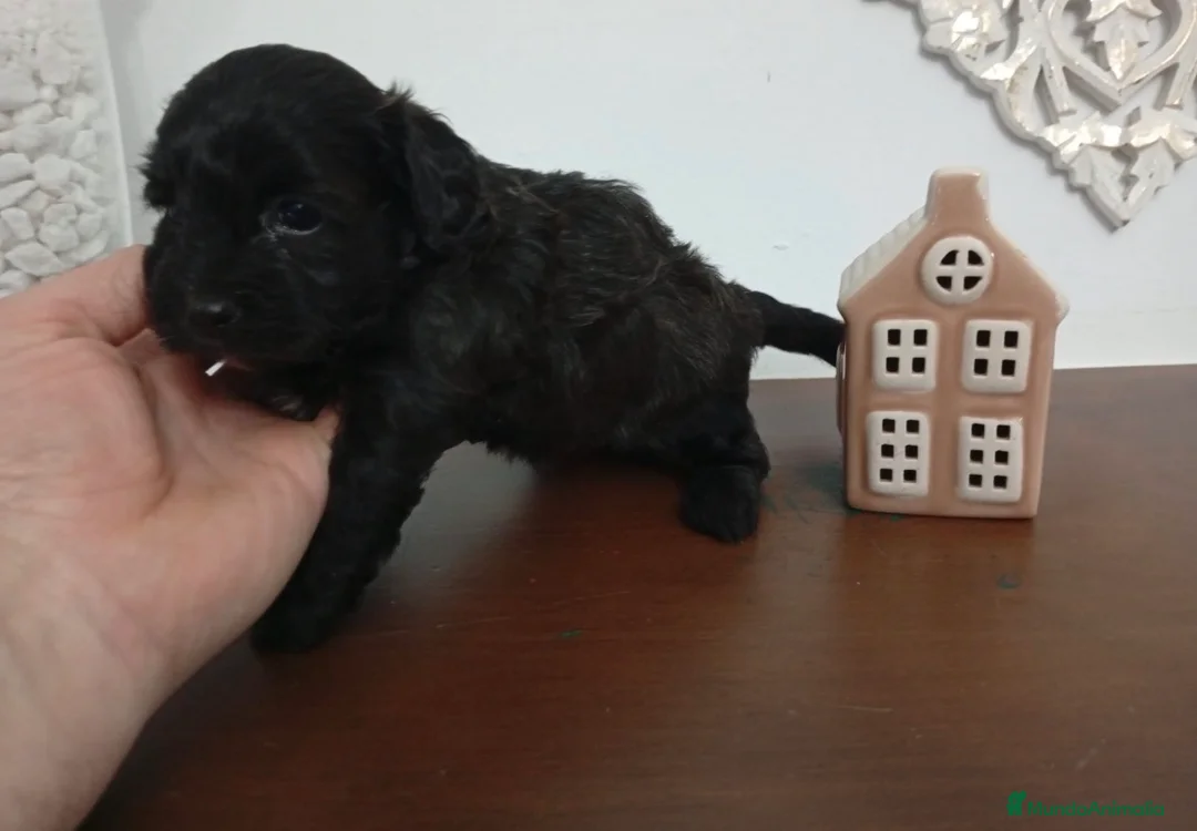 Maltipoo perros en venta: Maltipoo hembra  - Anuncio 1