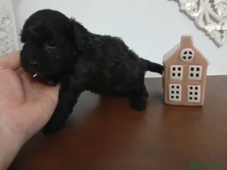 Maltipoo perros Maltipoo hembra - Anuncio 1