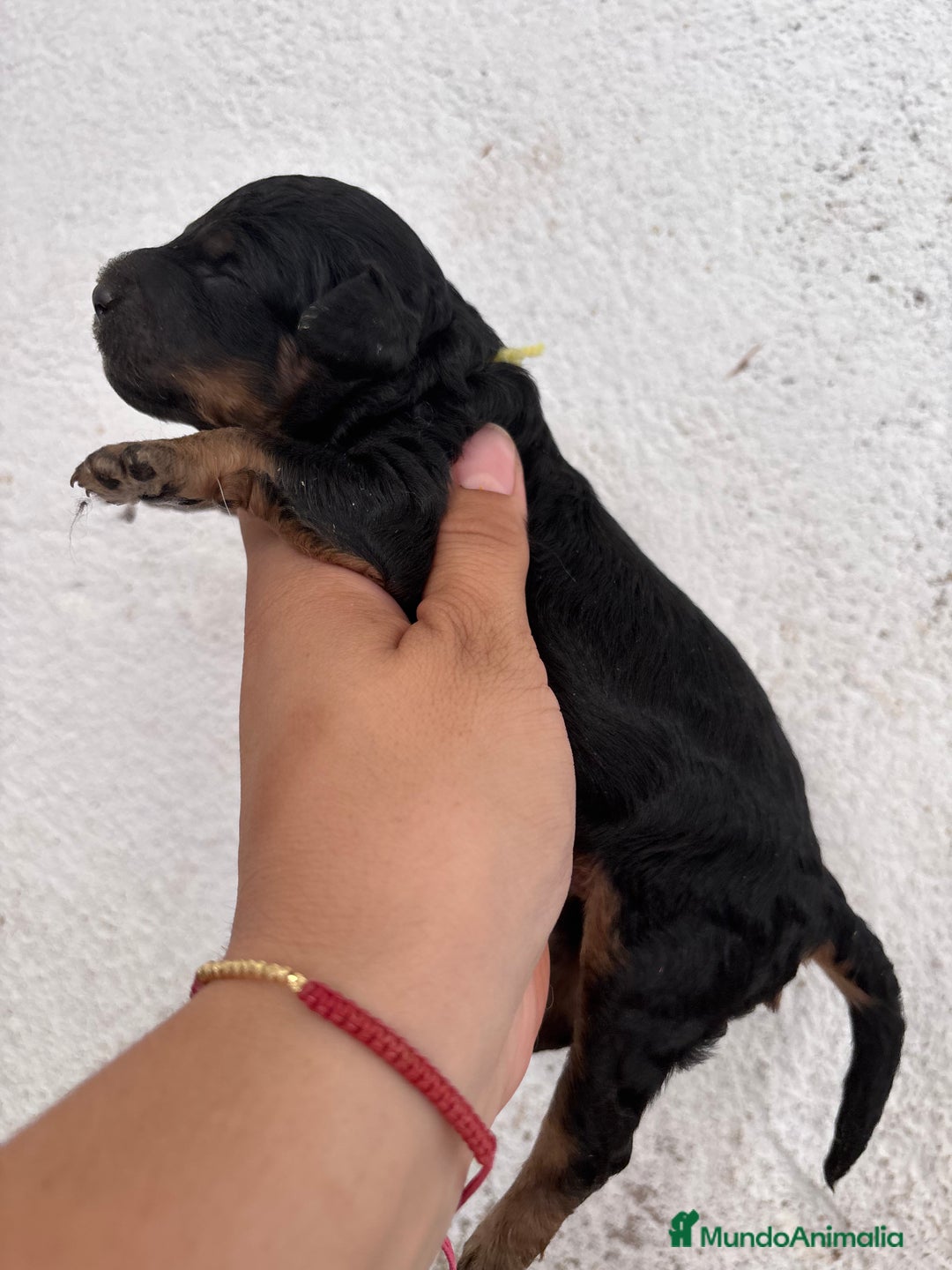 Caniche Enano perros en venta: Caniche enano pequeño  - Imagen 6