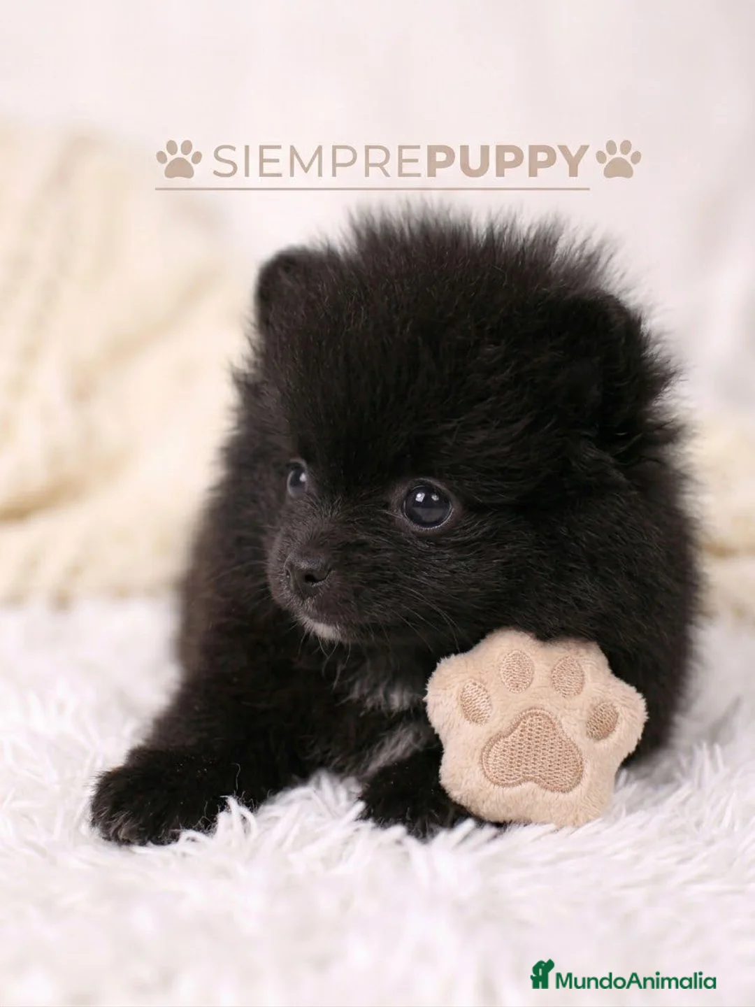 Pomerania perros en venta: POMERANIA TOY LULÚ - Anuncio 2