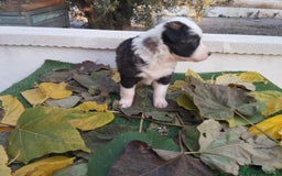 Border Collie perros en venta: GRAN CAMADA DE BORDER COLLIE - Imagen 22