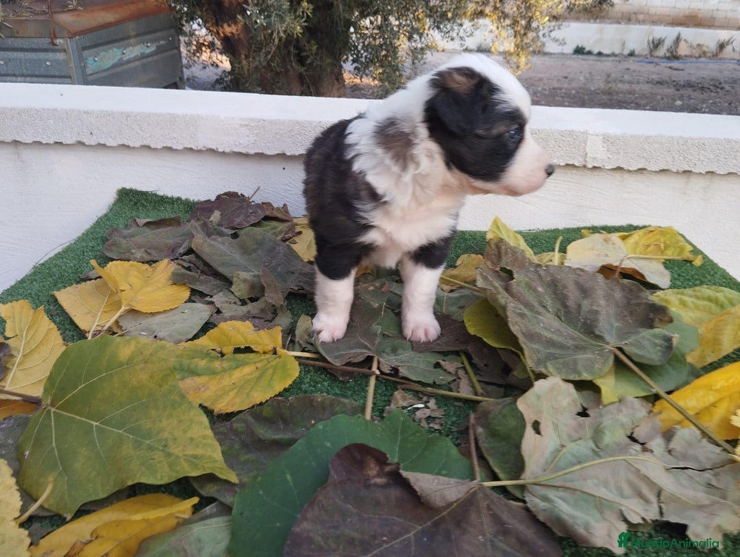 Border Collie perros en venta: GRAN CAMADA DE BORDER COLLIE - Imagen 22