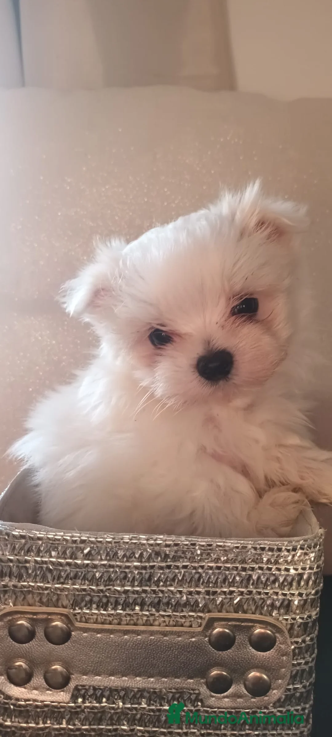 Bichón Maltés perros en venta: Bichón Maltés bebés  en Barcelona - Anuncio 2