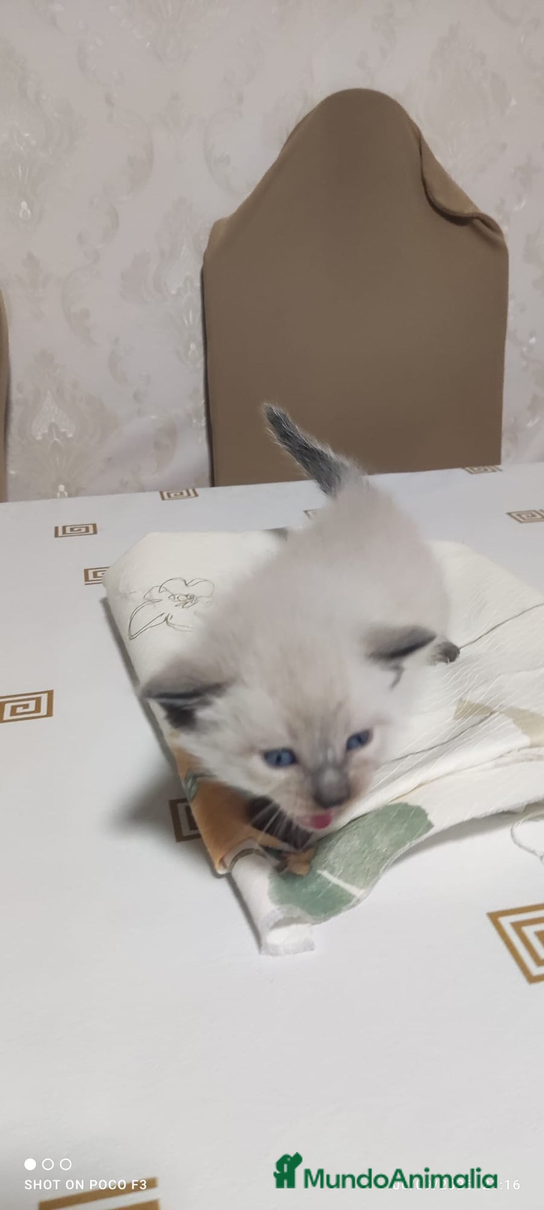 Siamés gatos en venta: Siames  - Imagen 8