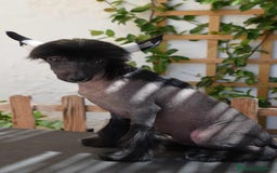 Perro Crestado Chino perros en venta: Cachorros crestado chino super calidad  - Imagen 2