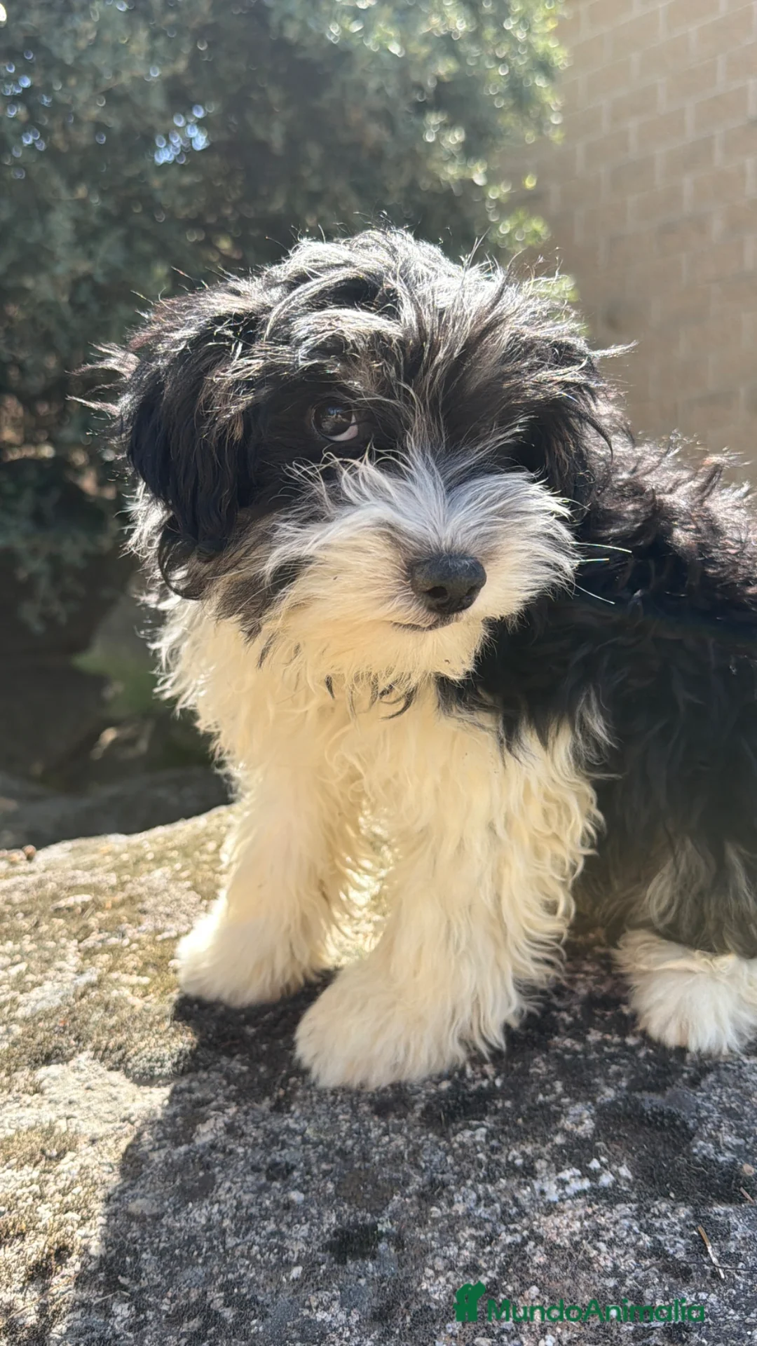 Raza Mixta perros en venta: Hembra Aussiedoodle - Anuncio 2