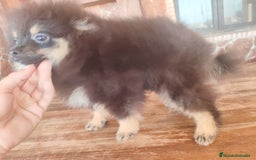 Pomerania perros en venta: Lulú de pomerania machito - Imagen 7