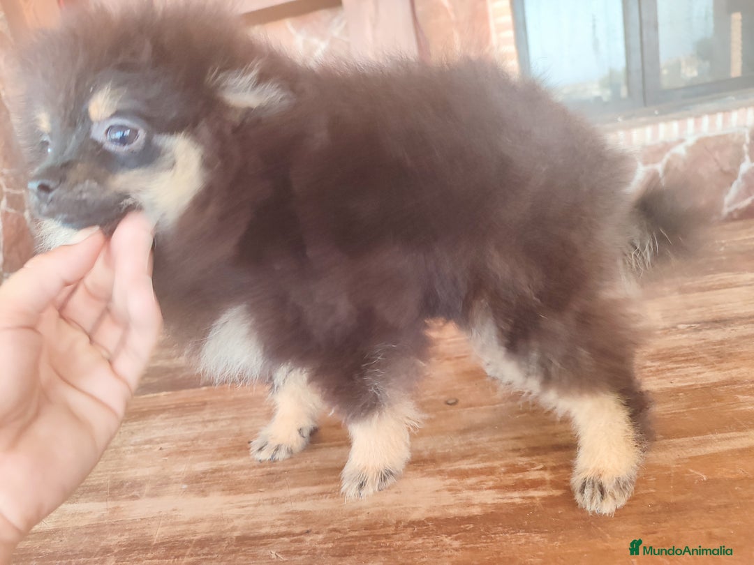 Pomerania perros en venta: Lulú de pomerania machito - Imagen 7