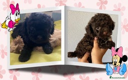 Caniche Toy perros en venta: Caniche toy, hembra chocolate - Imagen 1