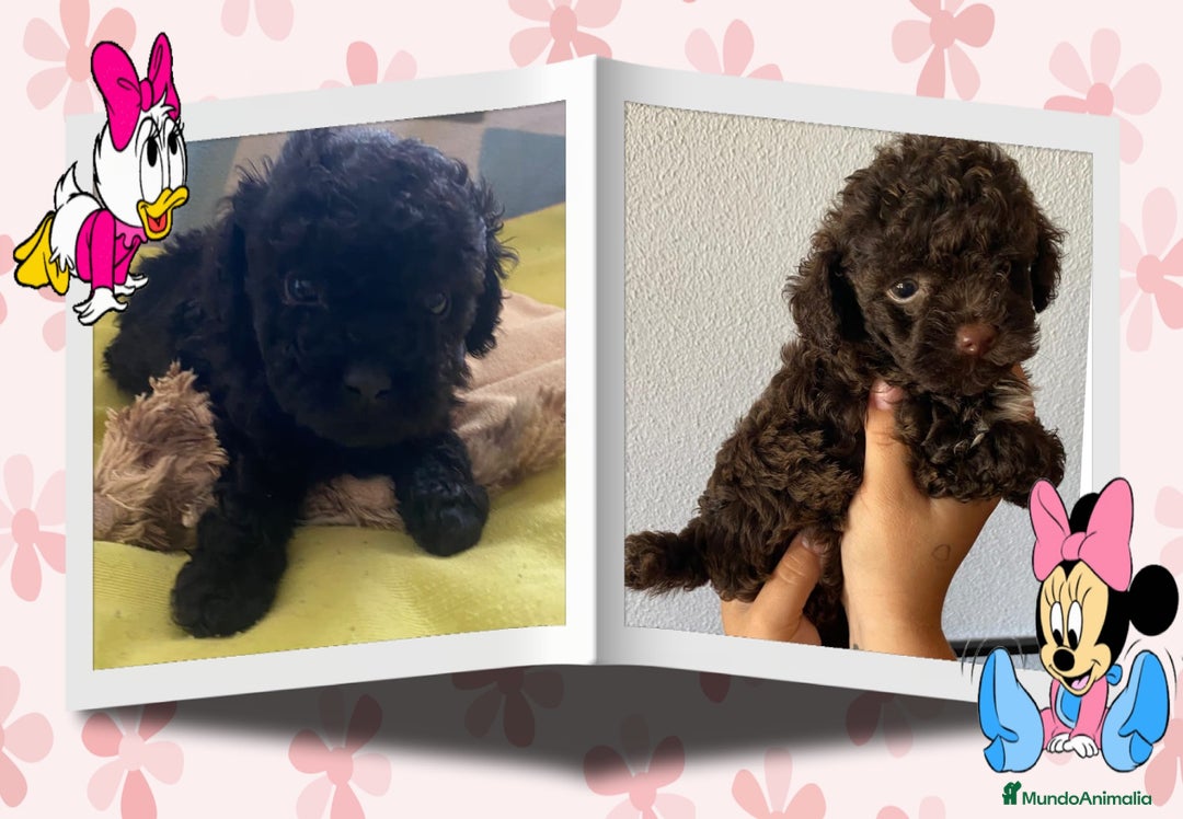 Caniche Toy perros en venta: Caniche toy, hembra chocolate - Imagen 1