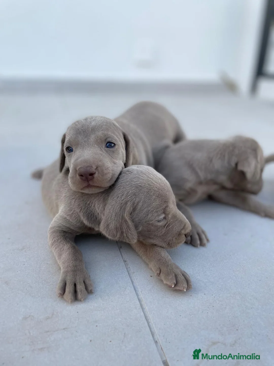 Weimaraner perros en venta: CACHORRO DE BRACO DE WEIMAR - Anuncio 5