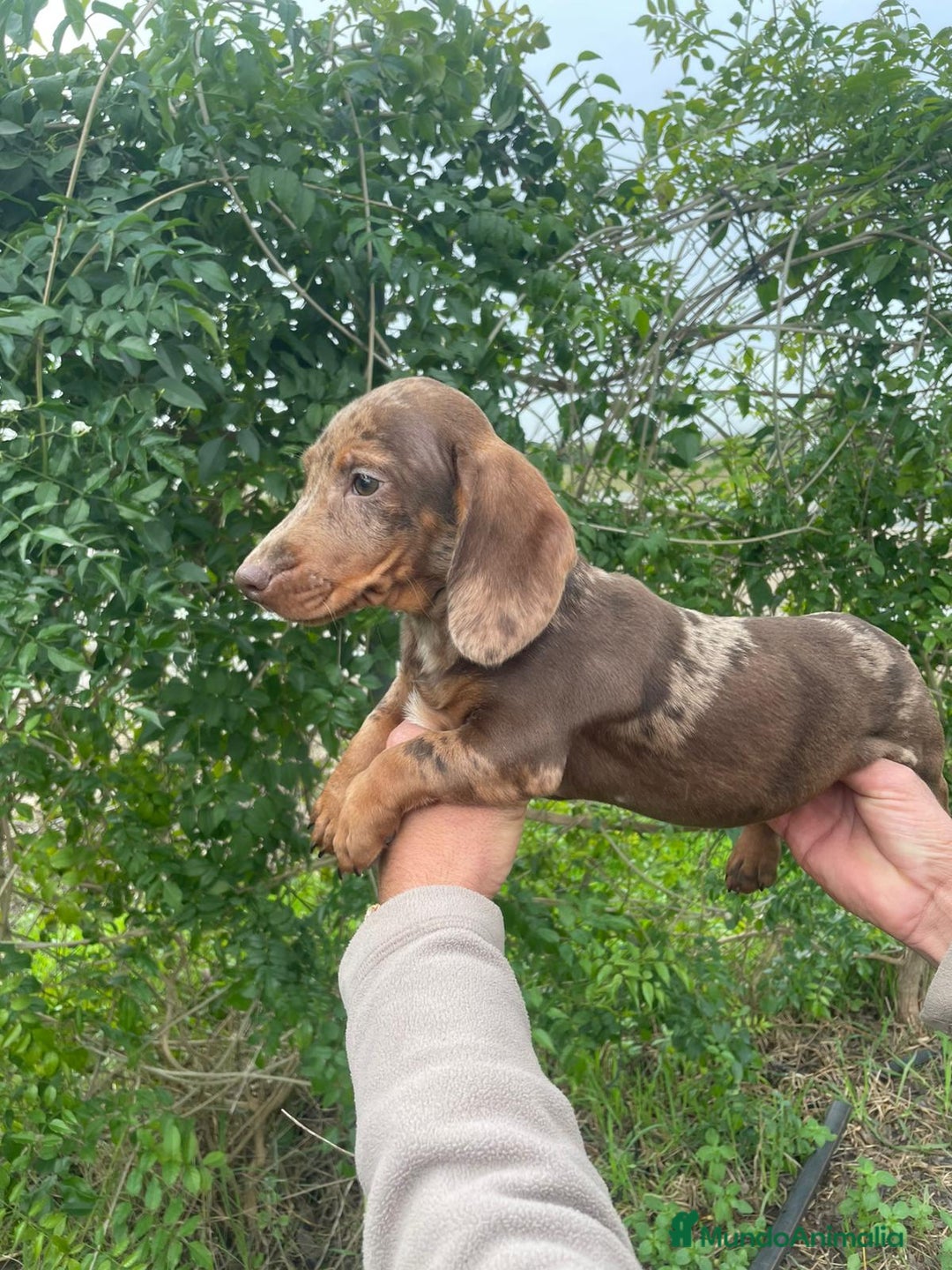 Teckel Miniatura perros en venta: TECKEL ARLEQUIN MACHO - Anuncio 4