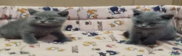 Británico de Pelo Corto gatos en venta: British Shorthair  - Anuncio 2
