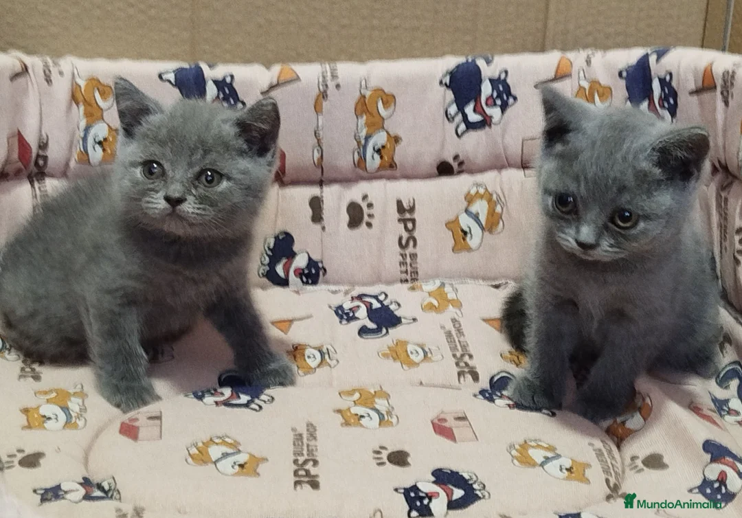 Británico de Pelo Corto gatos en venta: British Shorthair  - Anuncio 2