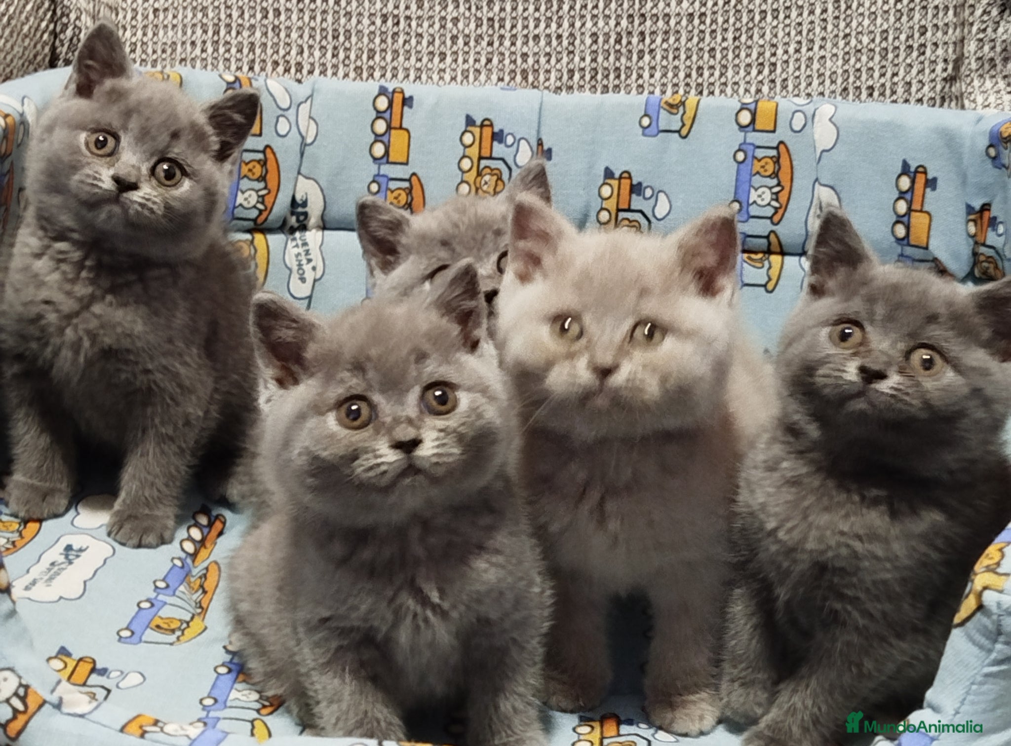 Británico de Pelo Corto gatos British Shorthair preciosos - Anuncio 2