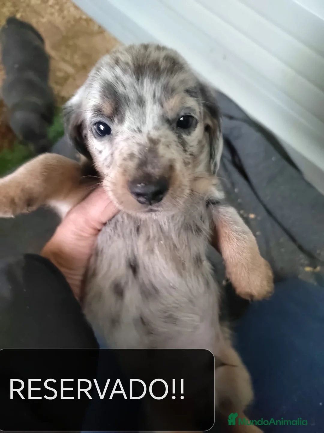 Teckel Miniatura perros en venta: Camada de Teckel Arlequin Miniatura - Anuncio 9