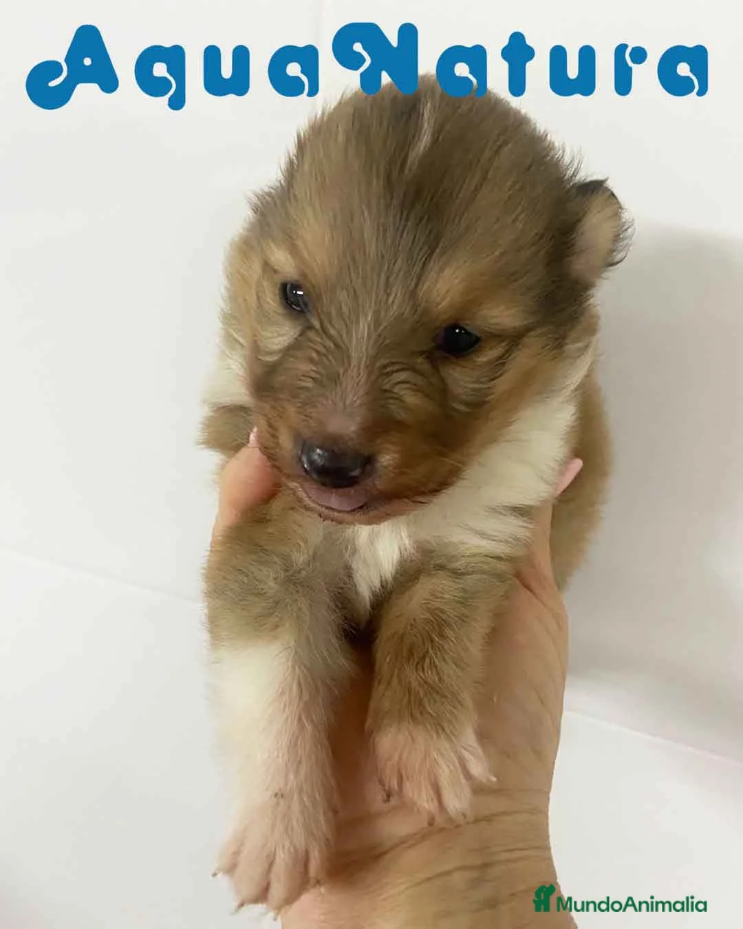 Perro Pastor de las Shetland perros en venta: Pastor de Shetland Macho de Nua AQUANATURA - Anuncio 8