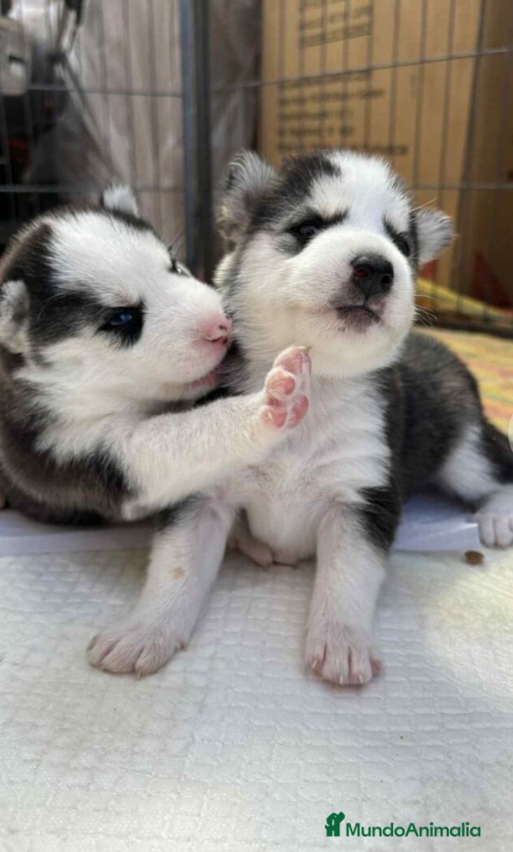 Husky Siberiano perros CACHORROS DE HUSKY SIBERIANO  - Anuncio 19