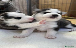 Husky Siberiano perros en venta: CACHORROS DE HUSKY SIBERIANO  - Imagen 1