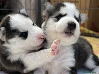 Husky Siberiano perros - Anuncio 3