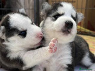 Husky Siberiano perros CACHORROS DE HUSKY SIBERIANO - Anuncio 8