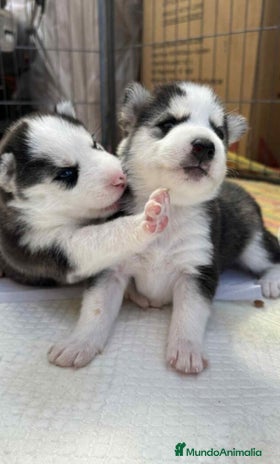 Husky Siberiano perros - Anuncio 2