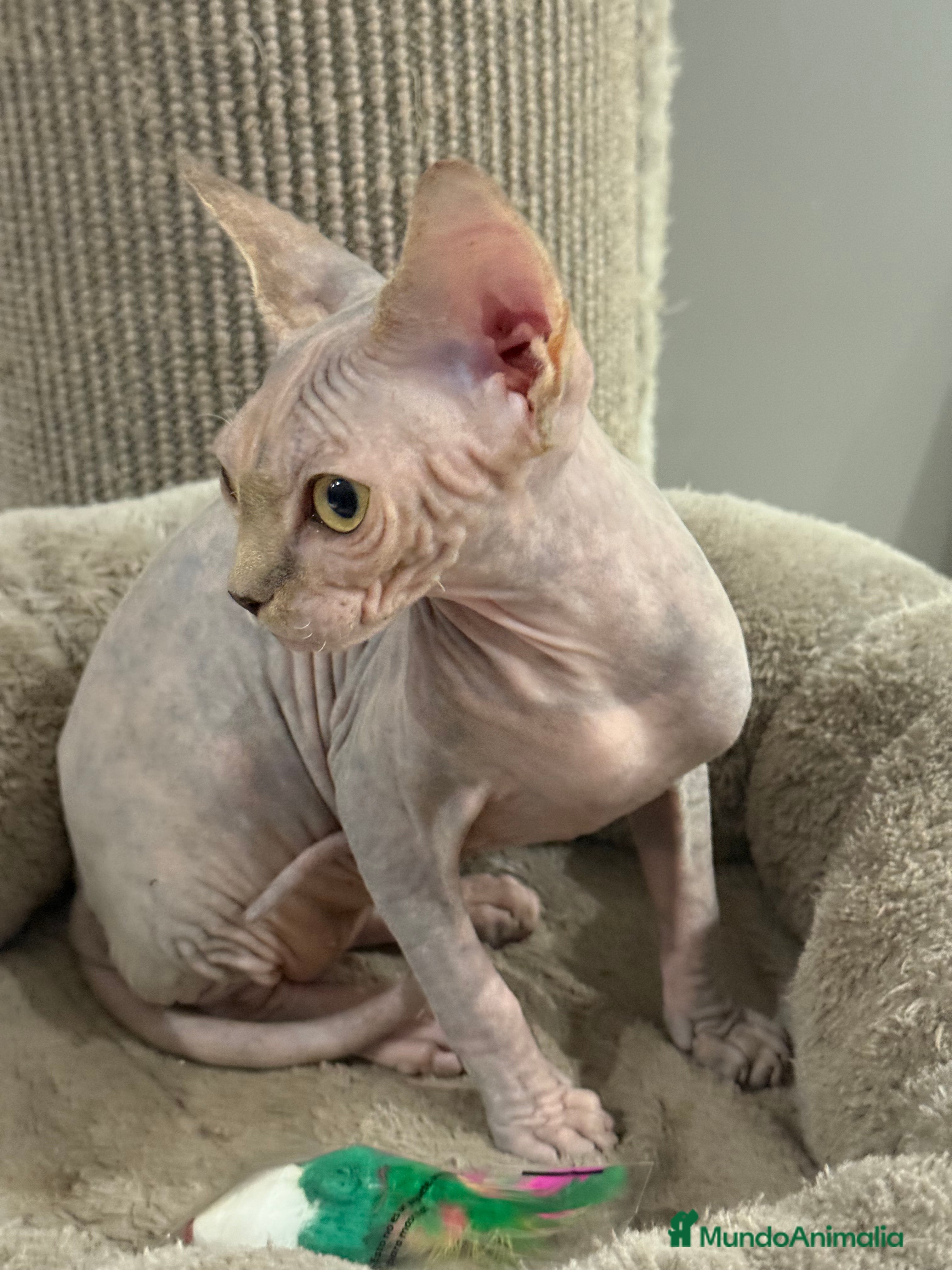 Sphynx gatos Sphynx únicos 💙 - Anuncio 3