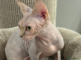 Sphynx gatos - Anuncio 6