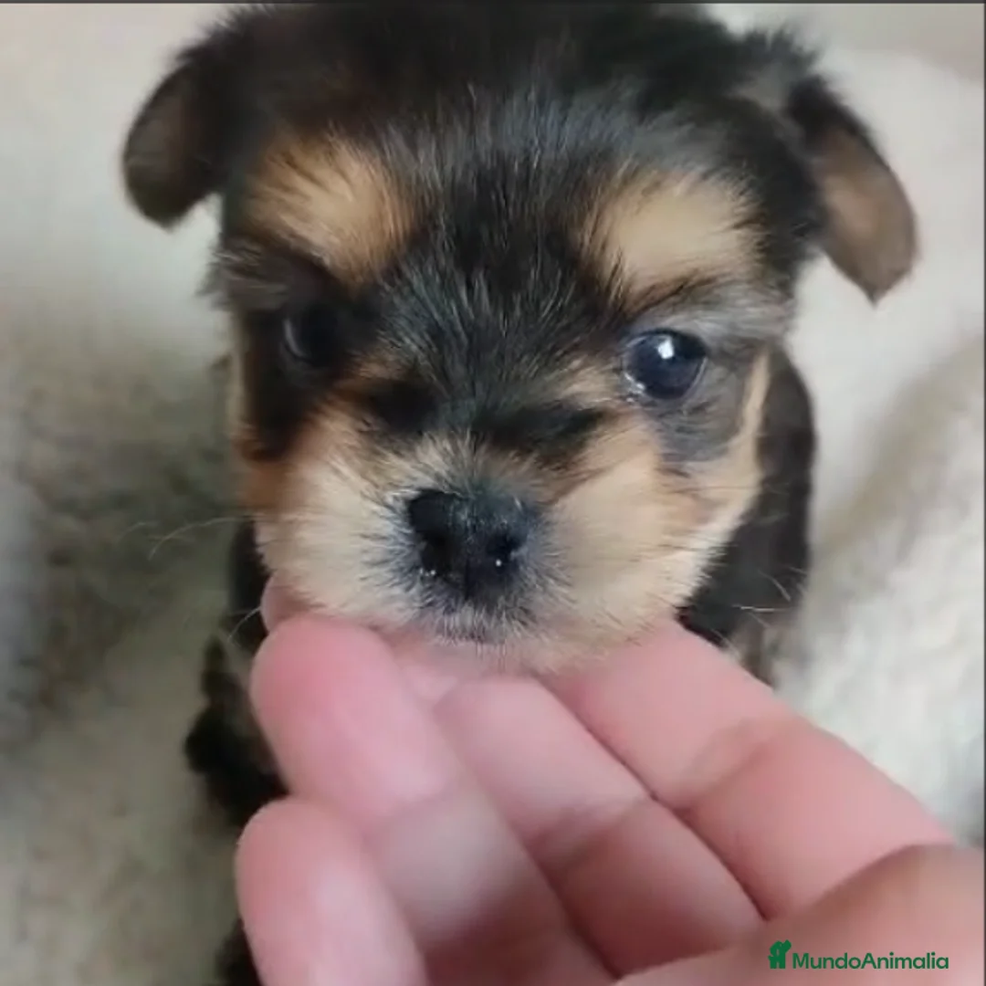 Morkie perros en venta: Cachorrita mini  es un peluche - Anuncio 1