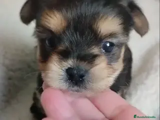 Morkie perros Cachorrita mini es un peluche - Anuncio 2