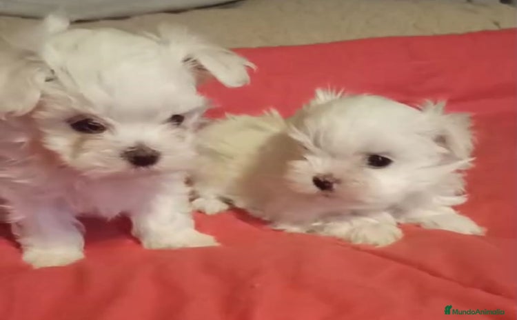 Bichón Maltés perros Cachorrita de Bichon Maltes coreano  - Anuncio 2