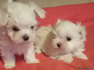 Bichón Maltés perros Cachorrita de Bichon Maltes coreano - Anuncio 3