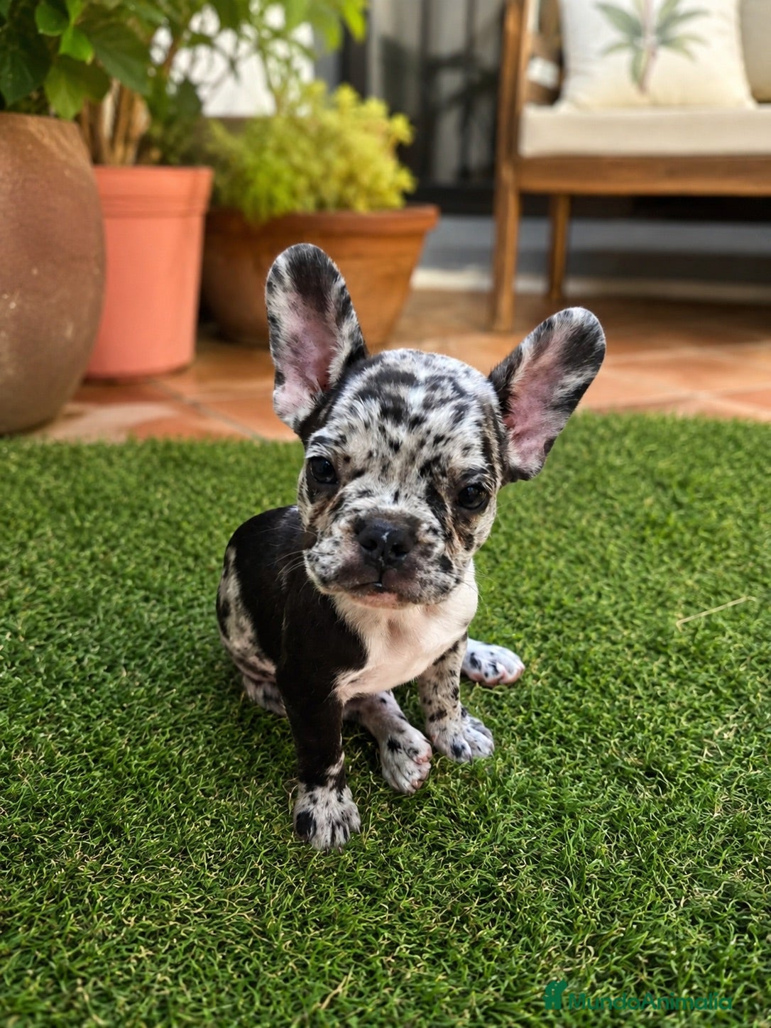 Bulldog Francés perros PRECIOSAS EJEMPLARES BULLDOG MINI EXÓTICAS MERLE - Anuncio 1