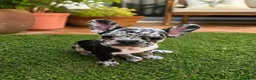 Bulldog Francés perros en venta: PRECIOSAS EJEMPLARES BULLDOG MINI EXÓTICAS MERLE - Anuncio 1